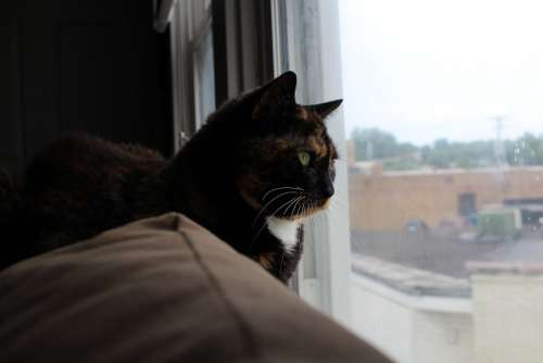 Cat Calico Window Feline Animal Kitty Kitten