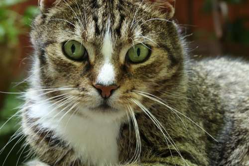 Cat Domestic Cat Pet Mackerel Cat Face Cat'S Eyes