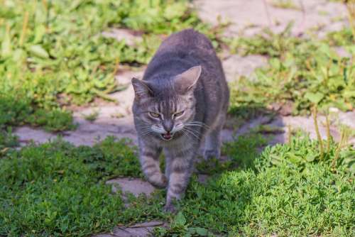 Cat Animals Kitten Feline Eyes Fur Nature