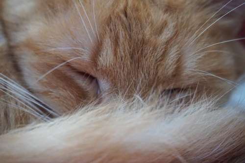 Cat Cat Love Cat Friend Sleeping Fur Whiskers