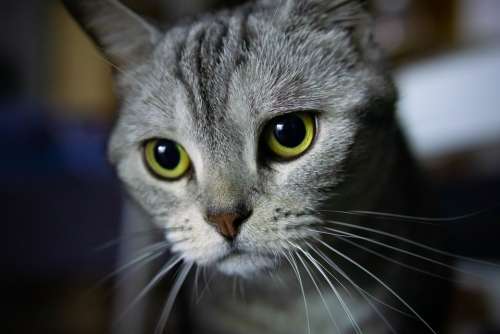 Cat Beauty Short Animal Eye