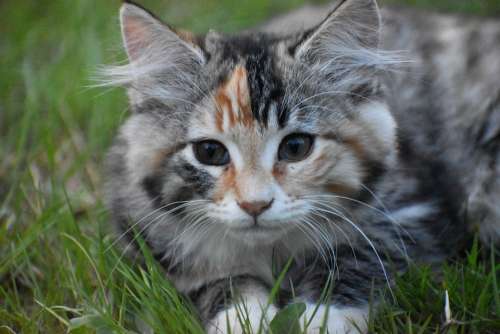 Cat Kitten Pet Cute Animal Feline Eyes Kitty