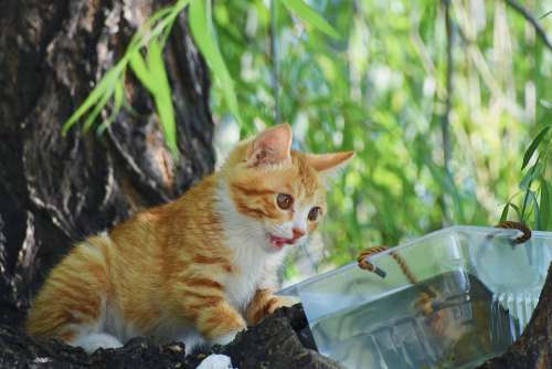 Cat Kitten Tree Green Natural Leaf Summer