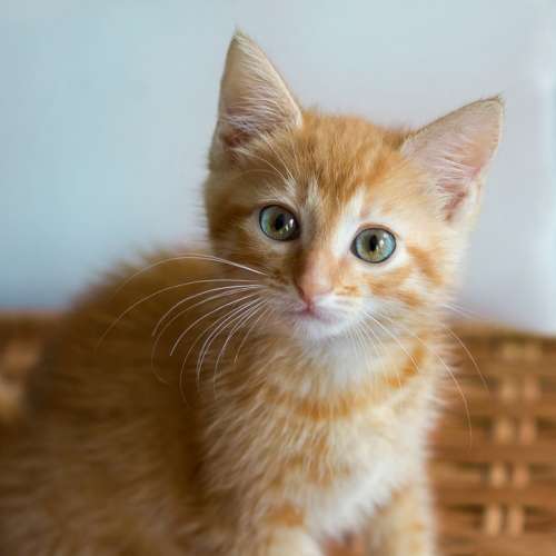 Cat Cats Kittens Kitten Redhead Cute Home Pet
