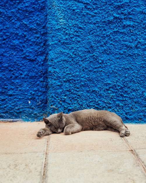 Cat Sleep Wall Blue Grey Leisure Relax Minimal