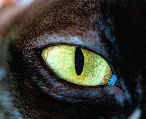Cat Eyes Animals Portrait Feline Open Head Watch