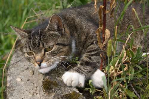 Cat Tabby Kitten Pet Animals Animal Eyes