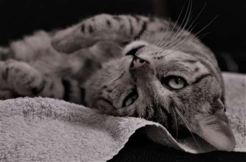 Cat Calico Cat Nap Feline Domestic Cat