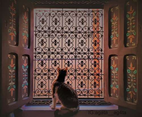 Cat Cats Window Art Artistic Travel Traveler