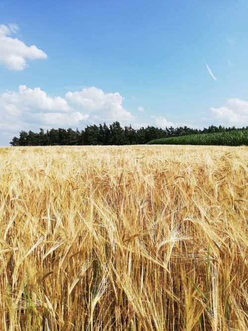 Cereals Barley Field Mature Harvest Summer Nature