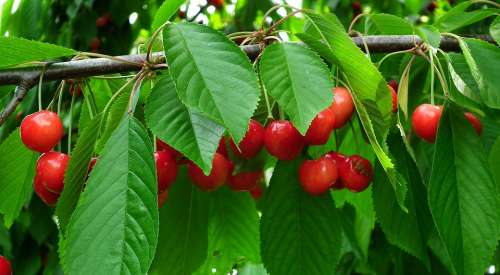 Cherries Fruit Tree Branch Vitamins Fresh Summer