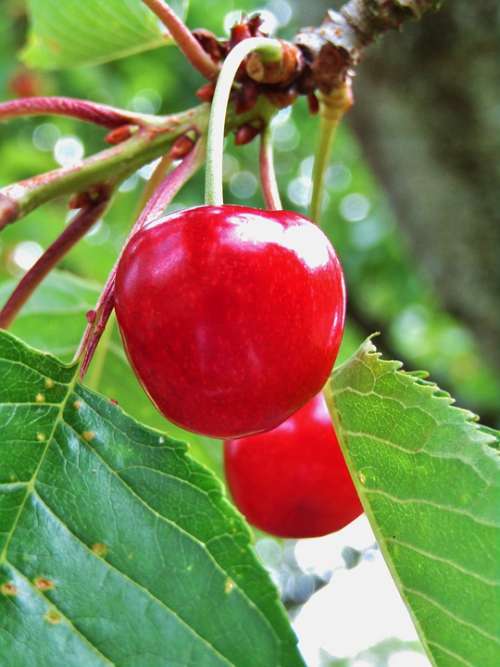 Cherries Red Fruit Ripe Healthy Food Fruits