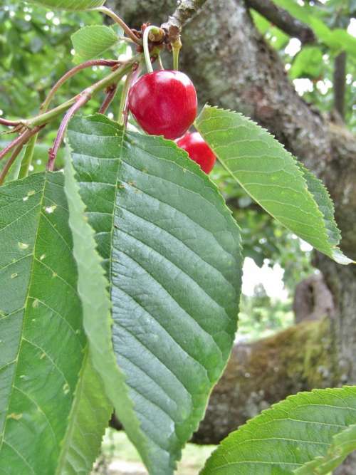 Cherries Red Leaves Branch Green Tree Fruit Ripe