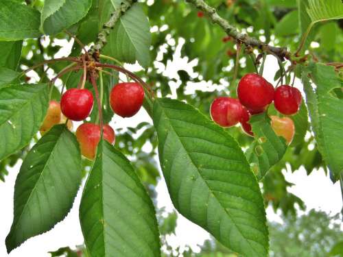 Cherries Red Leaves Fruit Ripe Healthy Food