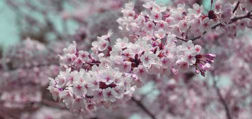 Cherry Blossom Pink Tree Branch Flowers Bloom