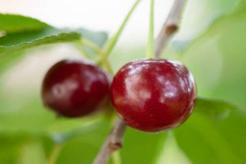 Cherry Fruit Closeup Branch Leaves Flora Fruits