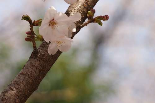 Cherry Blossoms Sakura Spring Japan Cherryblossom