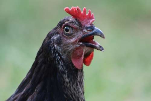 Chicken Hen Poultry Free Range Animal Livestock