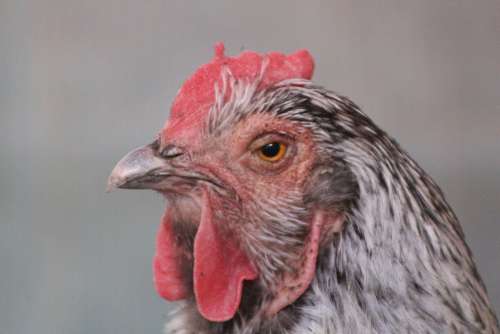 Chicken Hen Poultry Free Range Animal Nature