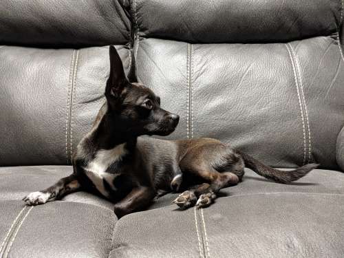 Chihuahua Choweenie Dog Canine Pose Model Pet