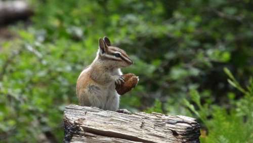 Chipmunk Forest Rodent Nut