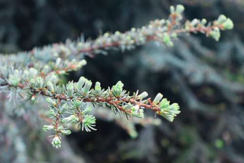 Christmas Tree Branches Larch Pine Tree Nature