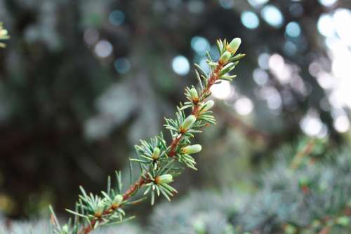 Christmas Tree Branches Larch Pine Tree Nature