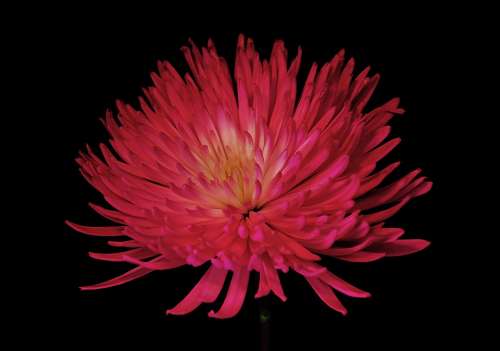 Chrysanthemum Mum Flower Colorful Floral Nature