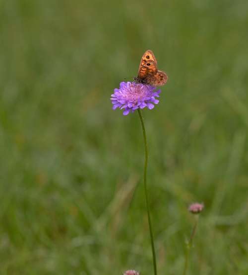 Clover Butterfly Bug Meadow Flower Colorful