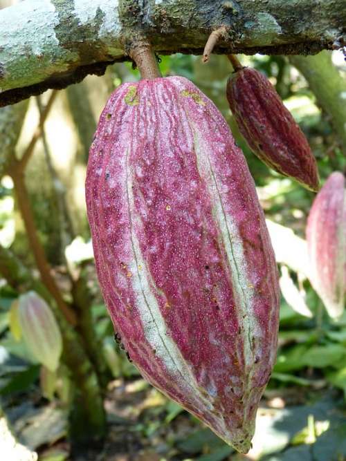 Cocoa Cocoa Bean Fruit Chocolate Plant Mexico