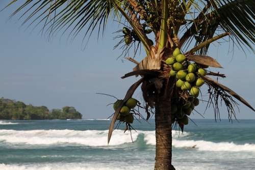 Coconut Caribbean Palm Beach Sea Summer Tropical