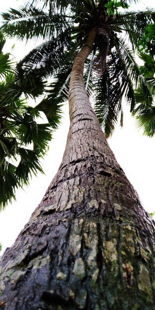 Coconut Tree Tree Coconut