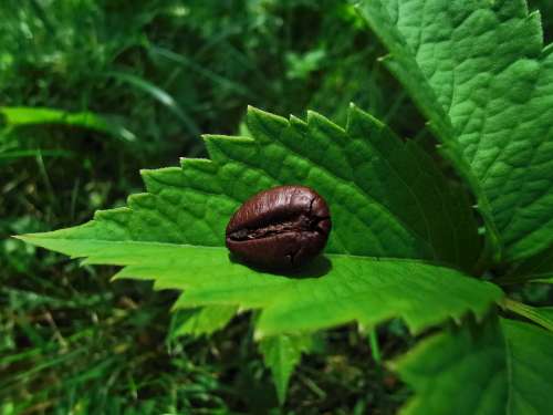 Coffee Nature Plants Summer