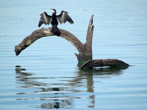 Cormorant Bird Water Hartbeespoortdam South Africa