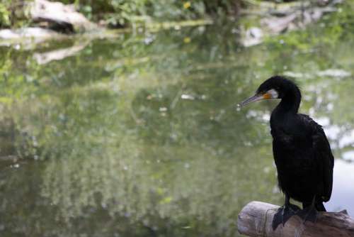 Cormorant Sea Raven Water Bird Schönbrunn Zoo