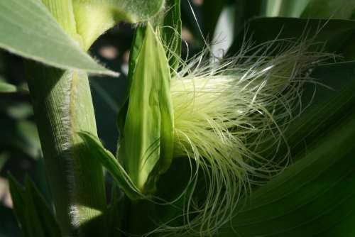 Corn Maize Tassel Agriculture Flower Stamen Cob