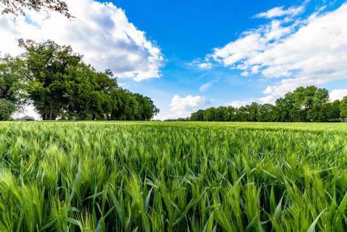 Cornfield Agricultural Cereals Nature Agriculture