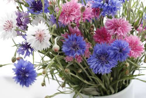 Cornflowers Raznotsvet Blue Bouquet Pink White