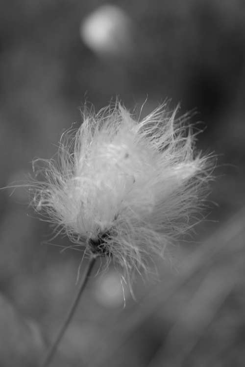 Cottongrass Nature Plant White Fluffy Woolly