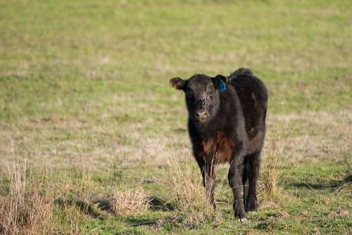 Cow Calf Young Animal Livestock Pasture