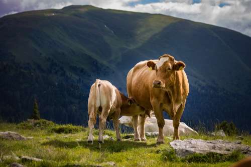 Cow Calf Pasture Cattle Nature Cute Mountain