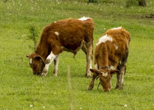 Cow Cattle Cows Pasture Animal Livestock Mammal
