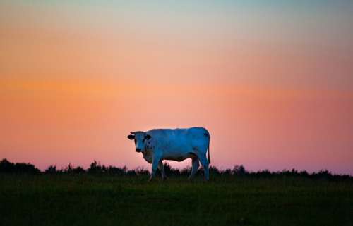 Cow Under Alien Sky Cow Bull Bovine Cattle Farm
