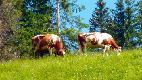 Cows Pasture Alpine Cow Agriculture Animal Cattle