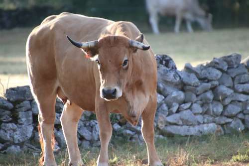 Cows Ruminants Farm Animals Breeding Agriculture