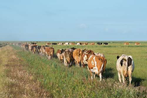 Cows Nature Agriculture Animals Summer Grass