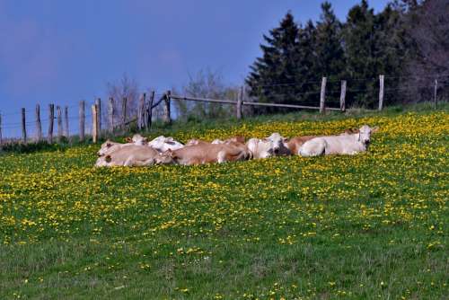 Cows Pasture Summer Lying Nature Landscape