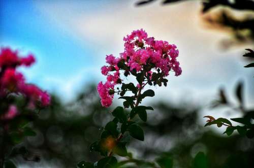 Crape Myrtle Flower Plant Morning Beautiful