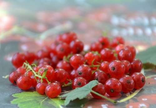 Currants Red Fruit Fruits Healthy Delicious Ripe