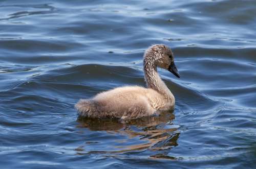 Cygnet Swan Young Swan Baby Swan Water Bird